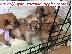 PoulaTo: purebreed pomeranan puppies available for sale